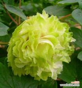 以代表春天的植物花卉为主题的盛宴 春天的花卉世界