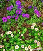 春天花朵的魅力与象征意义 春天的花朵