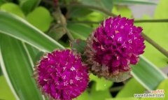 在逆境中绽放的勇气与希望 坚韧不拔的花——代表不放弃的力量