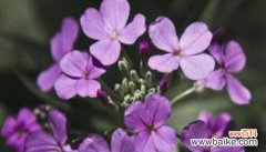 探寻植物世界中的永恒情感 哪些植物以代表不舍为主题