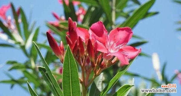 代表不再爱的花如何诉说 花的凋零与爱情的终结