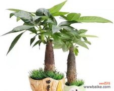 揭秘招财进宝的植物 富贵植物之财富象征及其意义