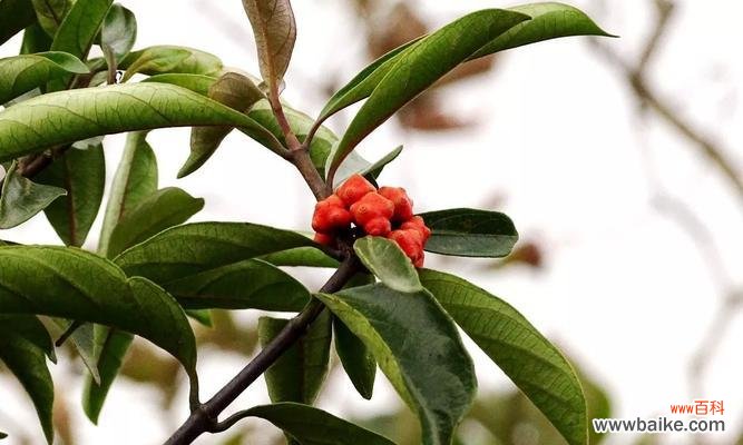 诚信之花——植物世界中的品质化身 以代表诚信的植物为主题的文章