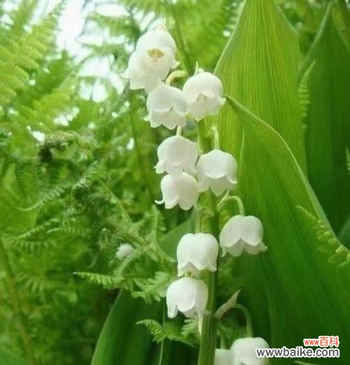 用花的语言述说爱情的美好 花开纯洁之爱,永恒追寻