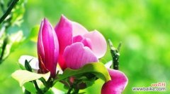 以纯洁之爱绽放 花之恋曲