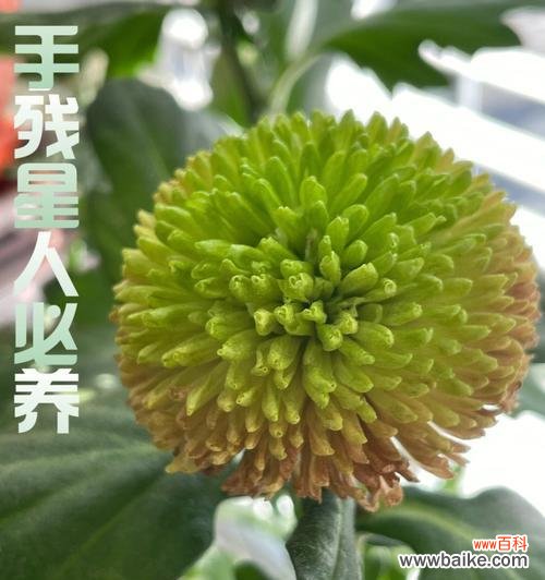 崇高精神的象征——党的花 党的花象征着党的精神