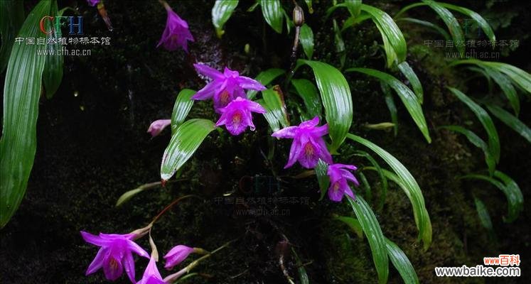 探索代表独立自强的花的寓意和象征意义 坚强独立的代表花