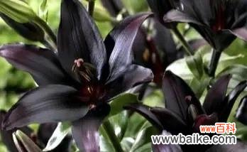 探秘恶魔之花的神秘力量 恶魔之花