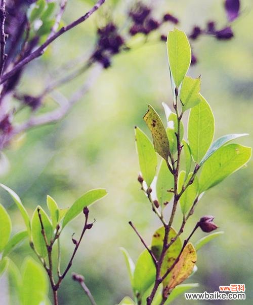 探索植物世界中的奉献之美 植物中蕴藏着奉献的力量