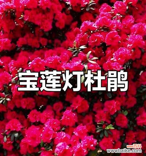 如何通过花表达富贵？富贵花语有哪些值得学习的美句？