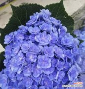 郁金香，诚挚的道歉与真心的挽回 以郁金香之花语为主题的道歉挽回之道