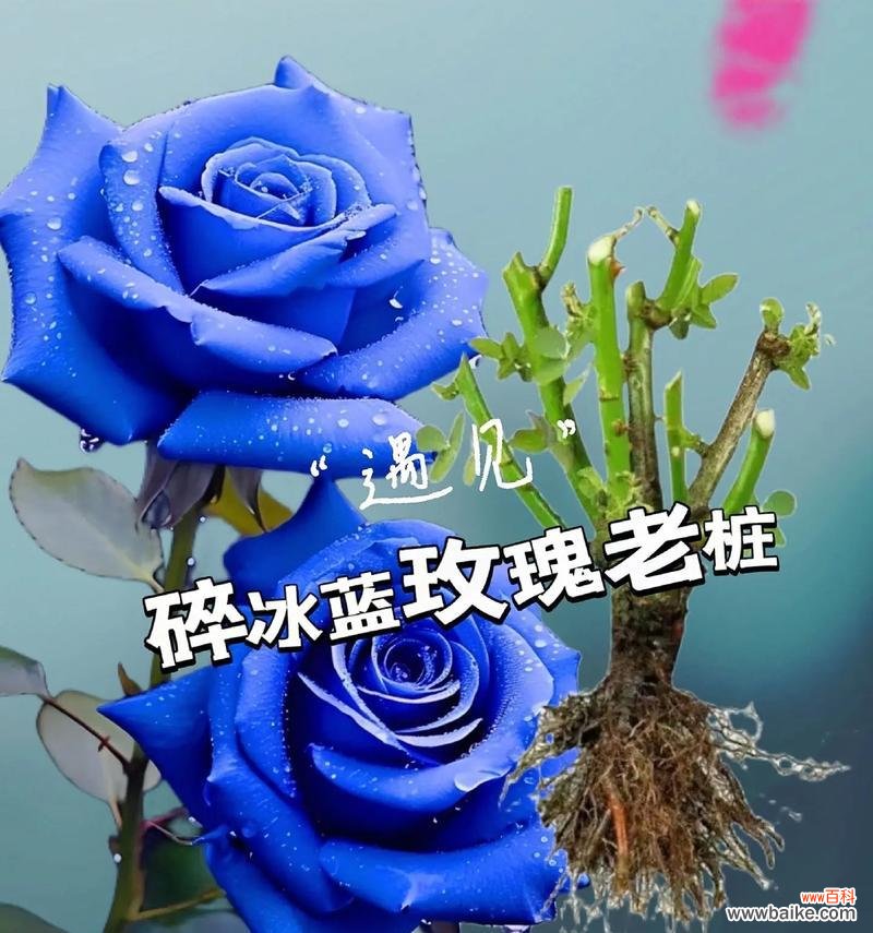 以百合为媒，传递奉献的情感 奉献之花——白色百合的花语