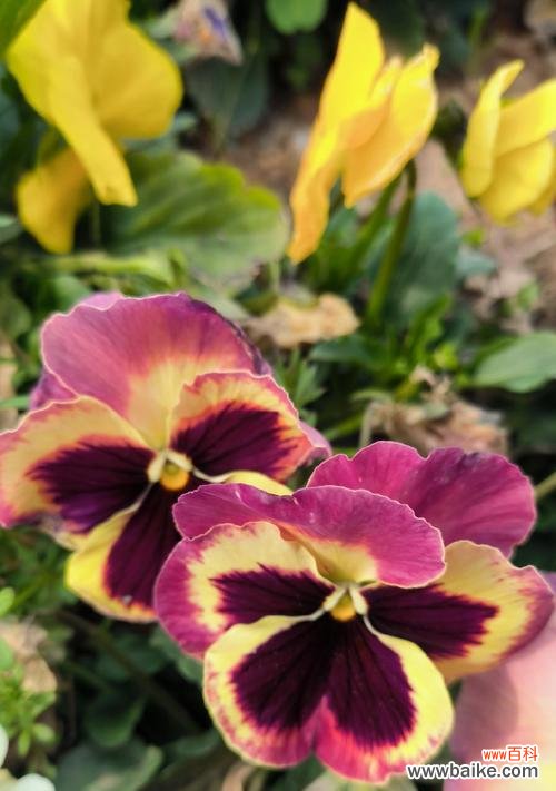 以百合为媒，传递奉献的情感 奉献之花——白色百合的花语