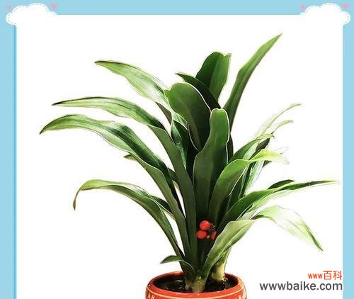 探究万年青在文化与自然中的象征与意义 万年青的象征意义与生命力