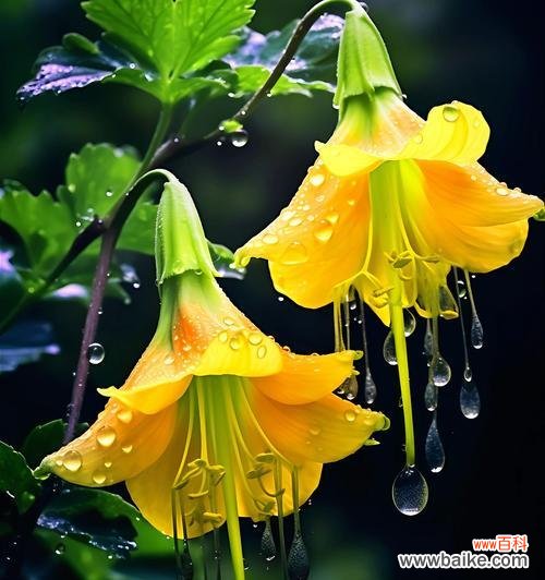 牵牛花的美丽与神秘 牵牛花的花语与含义