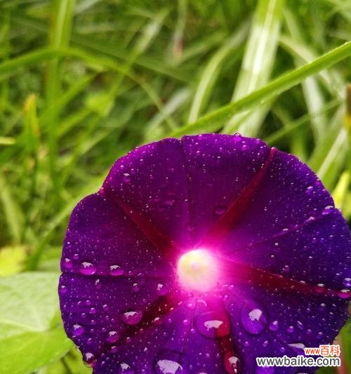 牵牛花的美丽与神秘 牵牛花的花语与含义