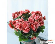 探索丽格海棠花摘心的内涵与象征 丽格海棠花摘心意味着什么？