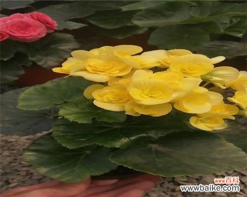 探索丽格海棠花摘心的内涵与象征 丽格海棠花摘心意味着什么？