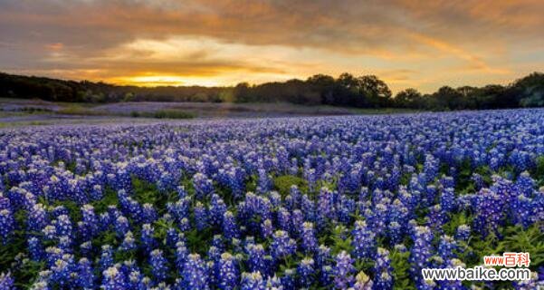 星座之花,天生一对 矢车菊花语与白羊座的奇妙共鸣