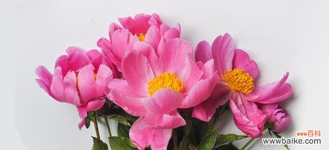 清雅脱俗的白芍药花语，代表纯洁、美丽与祝福 白芍药花语，传递纯洁与美丽