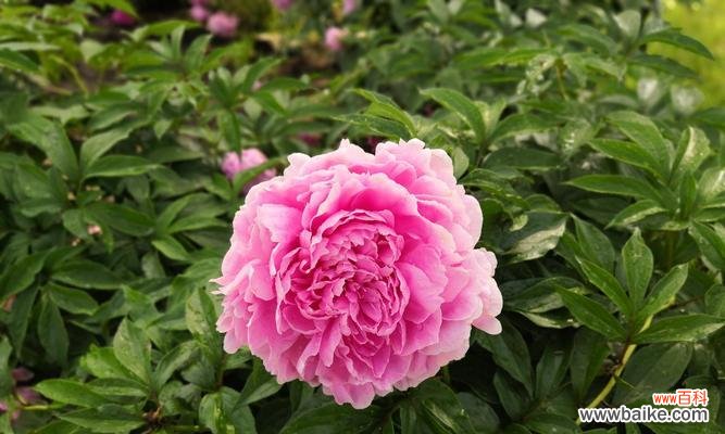 清雅脱俗的白芍药花语，代表纯洁、美丽与祝福 白芍药花语，传递纯洁与美丽