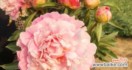 清雅脱俗的白芍药花语，代表纯洁、美丽与祝福 白芍药花语，传递纯洁与美丽