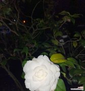 探索茶花语的神秘意义，感受白山茶花的情感表达 白山茶花语