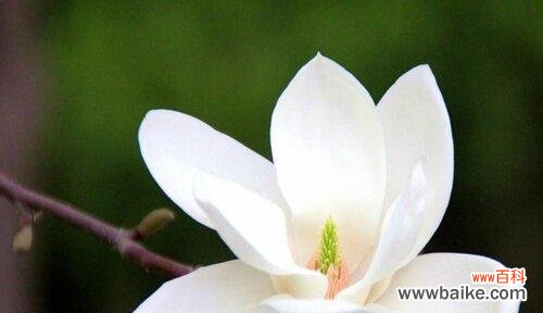 探索白玉兰花的美丽与内涵 白玉兰花的寓意与象征