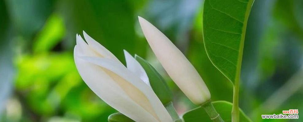 探索白玉兰花的美丽与内涵 白玉兰花的寓意与象征