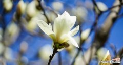 揭开白玉兰的秘密，领悟生命真谛 白玉兰花的花语和寓意