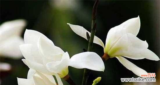 传承白玉兰的美丽与品质 白玉兰