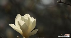 白玉兰树的寓意及其象征意义 白玉兰树——希望之花