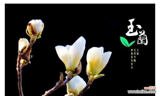 白玉兰树的寓意及其象征意义 白玉兰树——希望之花