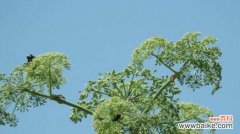 娇柔与坚强的对立统一 白芷的花语与意义