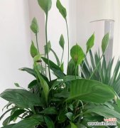 白掌——代表纯洁与美好的象征 白掌