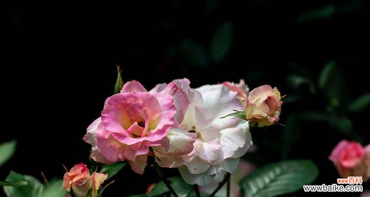 白月季的娇艳花姿,传达着无尽的情感与寓意 白月季花语之美