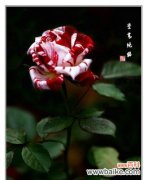 白月季的娇艳花姿，传达着无尽的情感与寓意 白月季花语之美