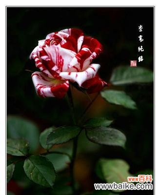 白月季的娇艳花姿,传达着无尽的情感与寓意 白月季花语之美