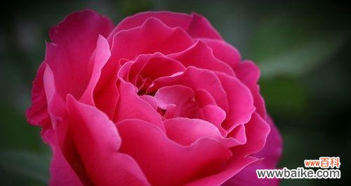 白月季的娇艳花姿,传达着无尽的情感与寓意 白月季花语之美