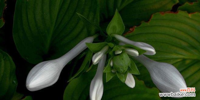 探寻白玉簪花朵所传达的情感与意义 白玉簪之花语