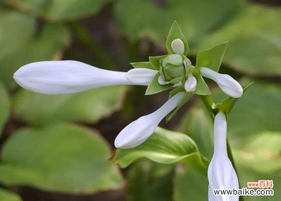 探寻白玉簪花朵所传达的情感与意义 白玉簪之花语