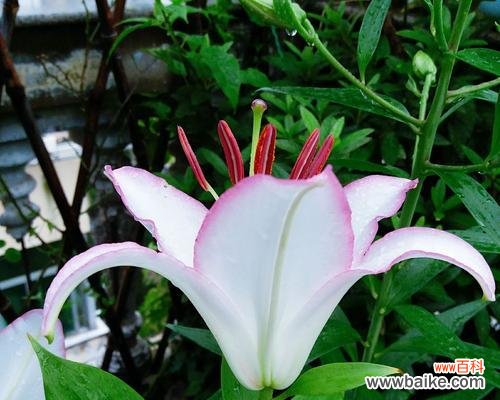 探索百合花在文化和传统中的重要地位 百合花的含义意思与象征——美丽、纯洁、友谊