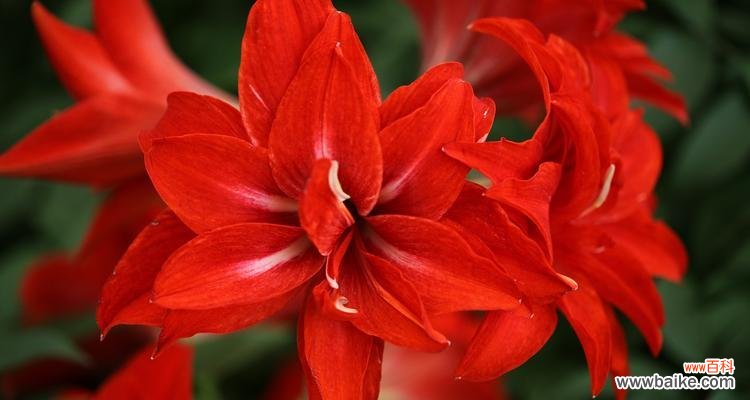 探索百合花在文化和传统中的重要地位 百合花的含义意思与象征——美丽、纯洁、友谊