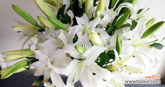 探索百合花的象征意义和文化价值 百合之美