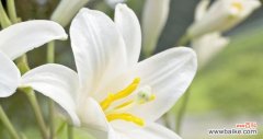 揭开百合花背后的含义 百合