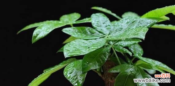 探索绿叶背后的财富密码 富贵之植——揭秘代表富贵的植物