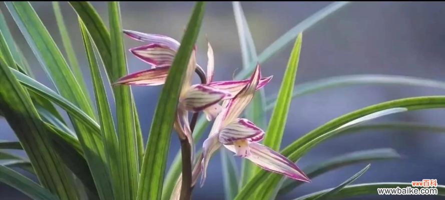 高洁之美 高洁之美——代表高洁的植物