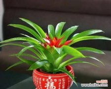 生机盎然、幸福永驻 招福纳祥，探寻代表好运的植物之谜