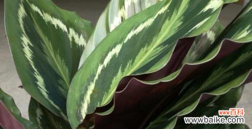 探索高雅与美丽的自然奇观 高雅的植物世界