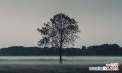 探索自然中的孤独芳华 孤独的植物